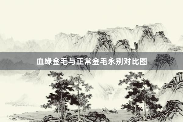 血缘金毛与正常金毛永别对比图